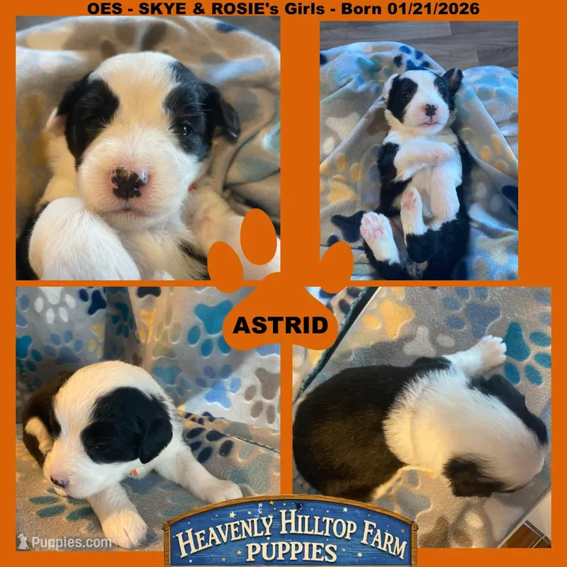 ASTRID - OES GIRL ORANGE