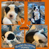 ASTRID - OES GIRL ORANGE, a female Old English Sheepdog for sale in Charlo, MT – Photo 1 of 3