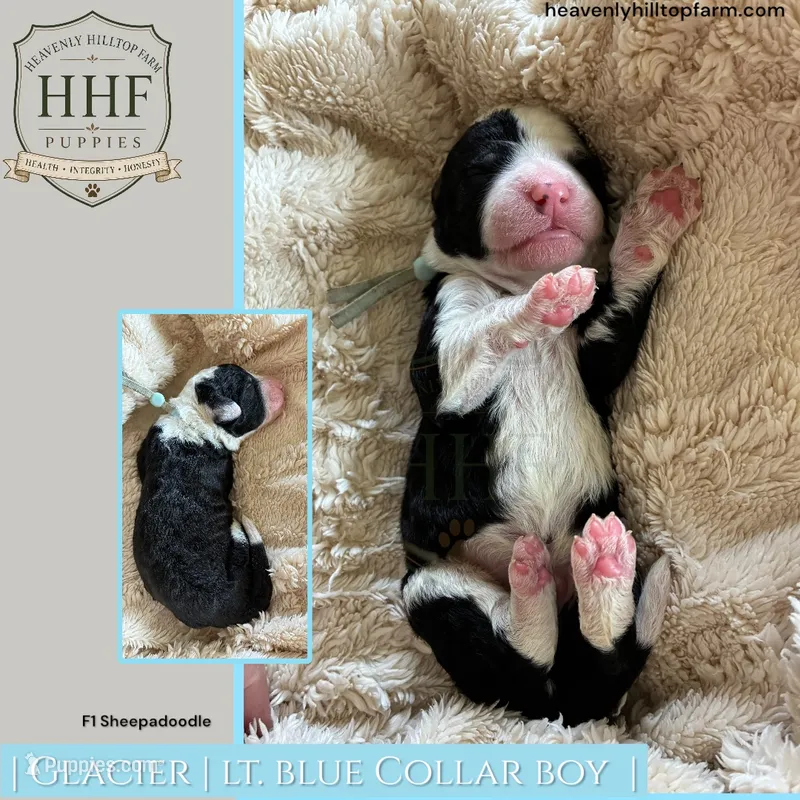 GLACIER- F1 Sheepadoodle – Old English Sheepdog, Poodle - Standard  puppy for sale in Charlo, MT