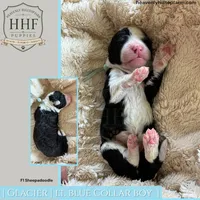 GLACIER- F1 Sheepadoodle, a male Old English Sheepdog and Poodle - Standard  for sale in Charlo, MT – 1 of 1