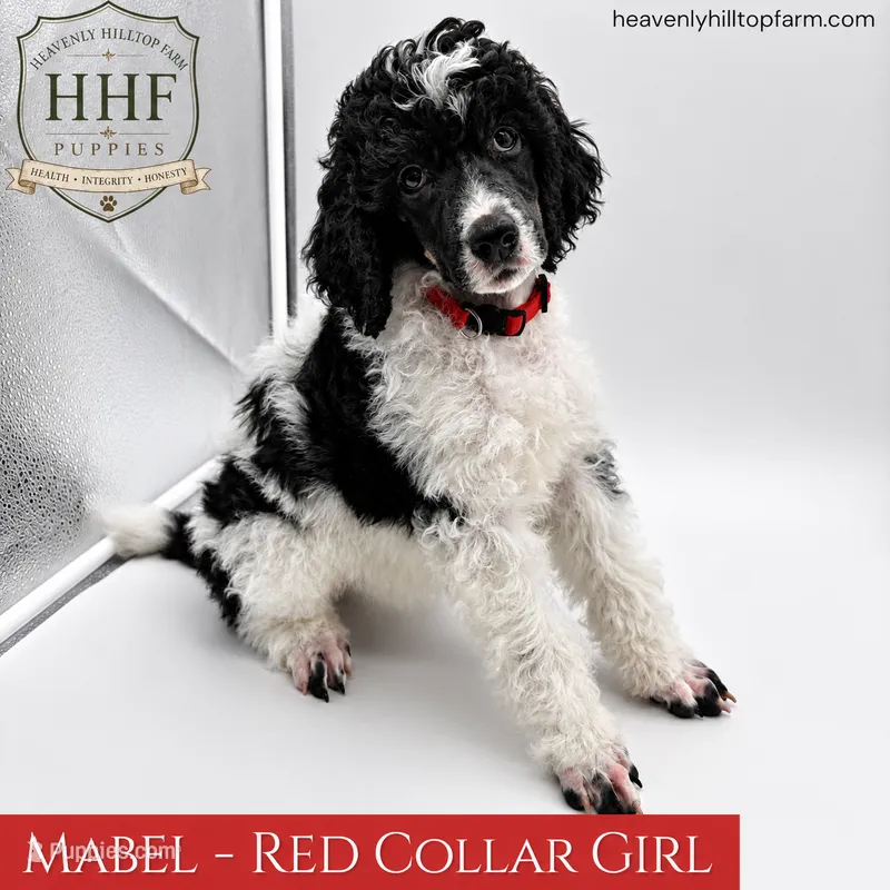 MABEL - Black Tri Medium Standard Poodle – Poodle - Standard  puppy for sale in Charlo, MT
