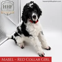 MABEL - Black Tri Medium Standard Poodle, a female Poodle - Standard  for sale in Charlo, MT – 5 of 6