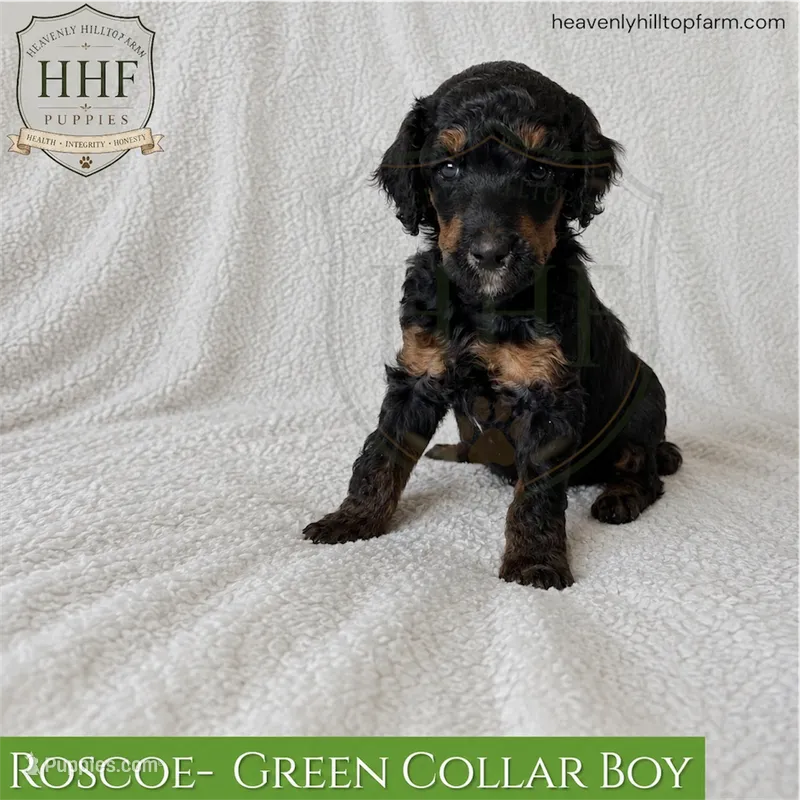 ROSCOE - Phantom Medium standard poodle – Poodle - Standard  puppy for sale in Charlo, MT