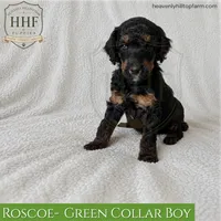 ROSCOE - Phantom Medium standard poodle, a male Poodle - Standard  for sale in Charlo, MT – 1 of 1