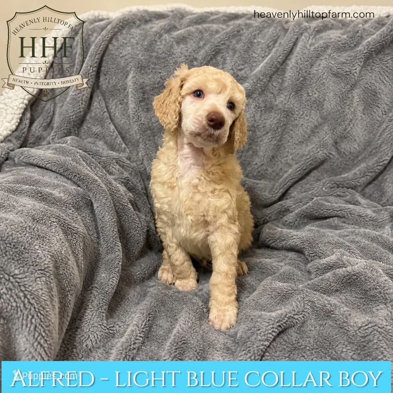 ALFRED - AKC large standard poodle  – Poodle - Standard  puppy for sale in Charlo, MT