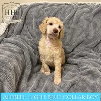 ALFRED - AKC large standard poodle , a male Poodle - Standard  for sale in Charlo, MT – 1 of 2