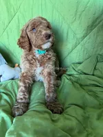 DAISY - Turquoise Collar Girl , a female Goldendoodle for sale in Charlo, MT – 1 of 1