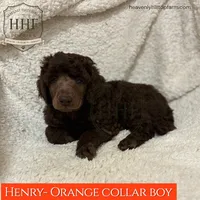 HENRY - AKC Large standard poodle , a male Poodle - Standard  for sale in Charlo, MT – 1 of 2