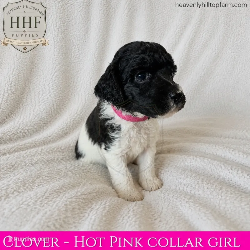 CLOVER - small standard poodle – Poodle - Standard  puppy on hold in Charlo, MT