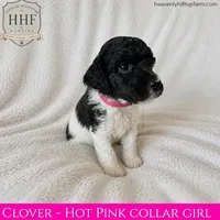 CLOVER - small standard poodle, a female Poodle - Standard  for sale in Charlo, MT – 1 of 1