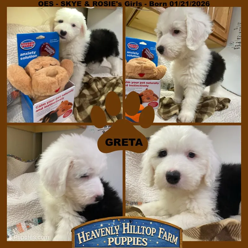 GRETA - OES GIRL BROWN – Old English Sheepdog puppy for sale in Charlo, MT