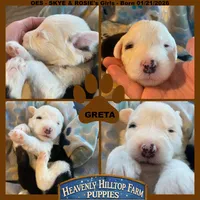 GRETA - OES GIRL BROWN, a female Old English Sheepdog for sale in Charlo, MT – Photo 1 of 3