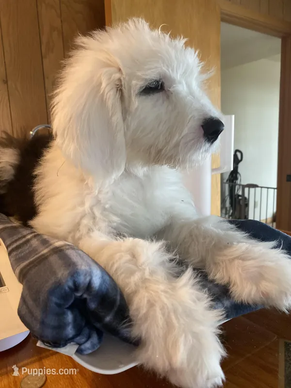GRETA - OES GIRL BROWN – Old English Sheepdog puppy for sale in Charlo, MT