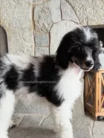 MABEL - Black Tri Medium Standard Poodle, a female Poodle - Standard  for sale in Charlo, MT – 4 of 6