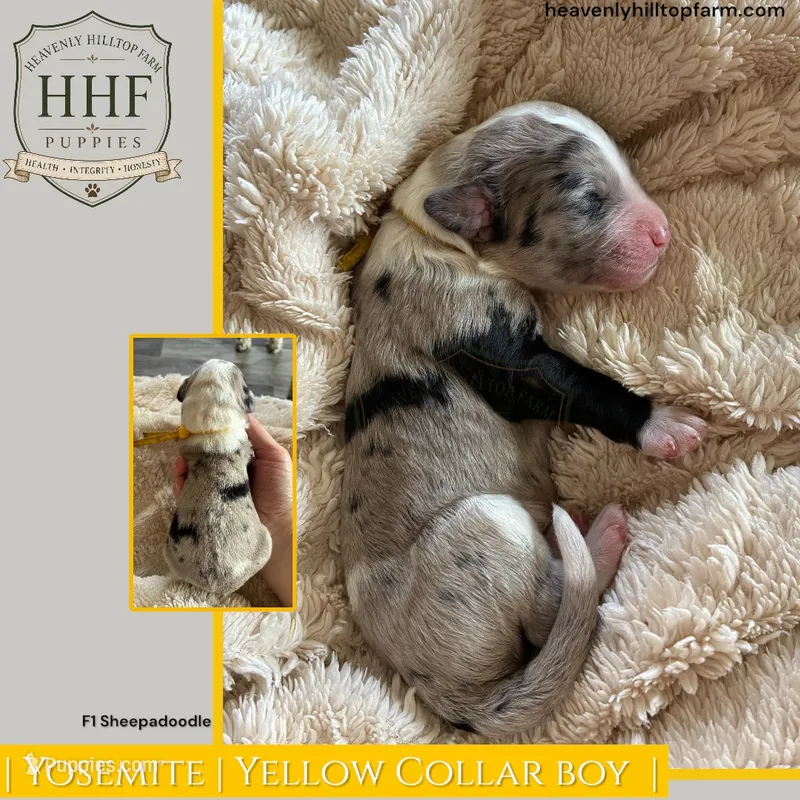 YOSEMITE - F1 Sheepadoodle – Old English Sheepdog, Poodle - Standard  puppy for sale in Charlo, MT