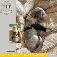 YOSEMITE - F1 Sheepadoodle, a male Old English Sheepdog and Poodle - Standard  for sale in Charlo, MT – 1 of 1