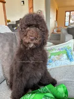 ALDER - Brown Goldendoodle, a male Goldendoodle and Poodle - Standard  for sale in Charlo, MT – 2 of 4