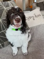 Harlem - Brown Tri, a male Poodle - Standard  for sale in Charlo, MT – 1 of 7