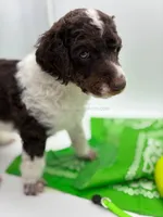 Harlem - Brown Tri, a male Poodle - Standard  for sale in Charlo, MT – 4 of 4
