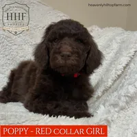 POPPY - Brown Goldendoodle, a female Goldendoodle and Poodle - Standard  for sale in Charlo, MT – 2 of 2