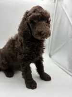 PETUNIA - Brown Goldendoodle, a female Goldendoodle and Poodle - Standard  for sale in Charlo, MT – 1 of 1