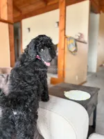 ANNIE - Medium standard poodle, a female Poodle - Standard  for sale in Charlo, MT – 2 of 7