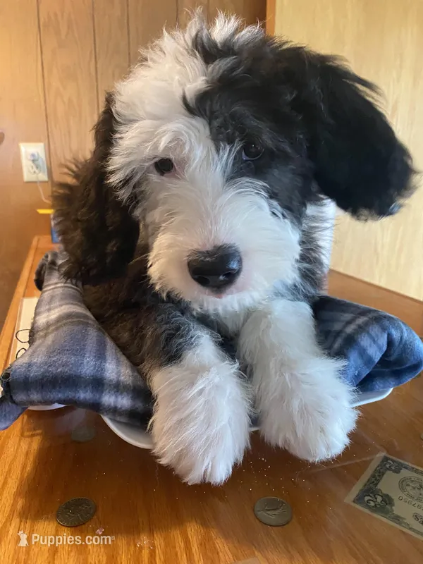ANNA - OES GIRL YELLOW – Old English Sheepdog puppy for sale in Charlo, MT