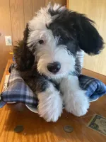 ANNA - OES GIRL YELLOW, a female Old English Sheepdog for sale in Charlo, MT – 1 of 2