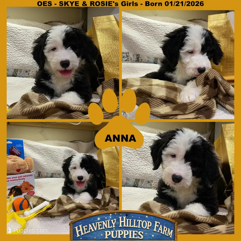 ANNA - OES GIRL YELLOW – Old English Sheepdog puppy for sale in Charlo, MT