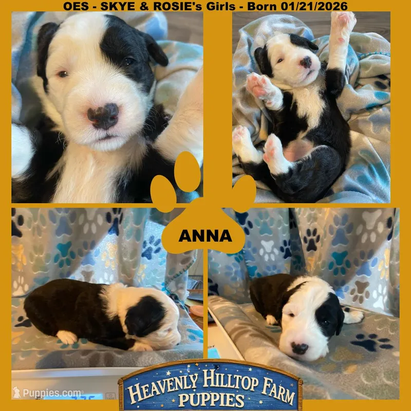 ANNA - OES GIRL YELLOW