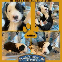 ANNA - OES GIRL YELLOW, a female Old English Sheepdog for sale in Charlo, MT – Photo 1 of 3