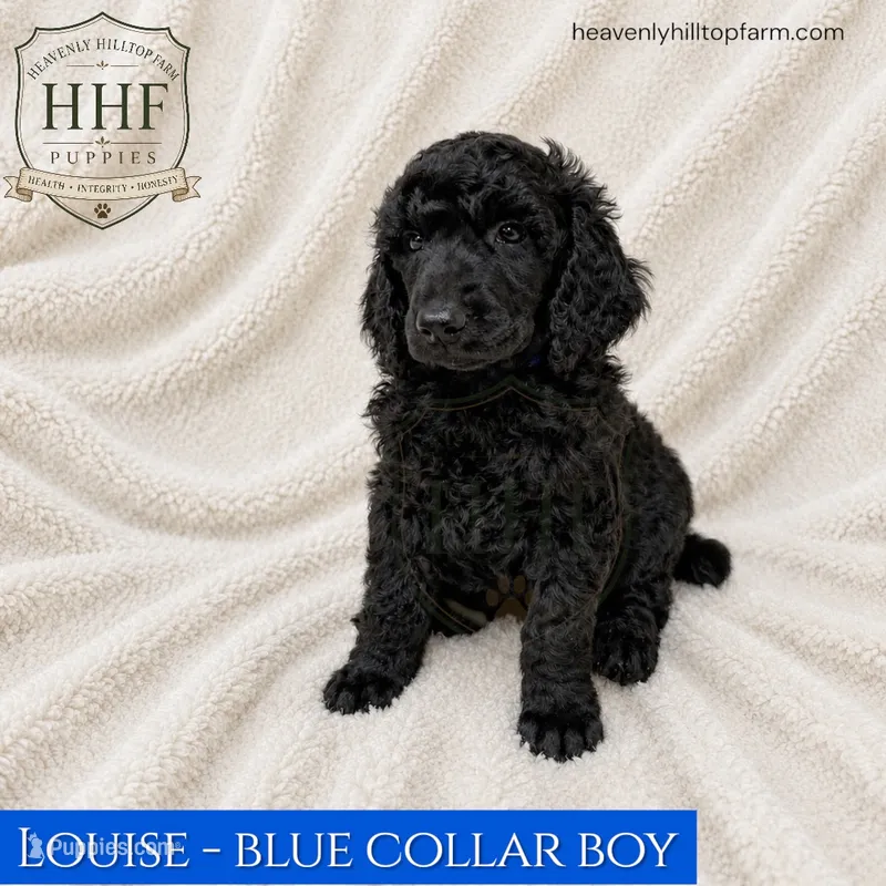 LOUISE - Large Standard Poodle – Poodle - Standard  puppy for sale in Charlo, MT