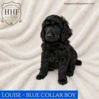 LOUISE - Large Standard Poodle, a male Poodle - Standard  for sale in Charlo, MT – 1 of 1