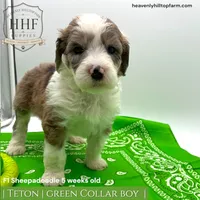 TETON - F1 Sheepadoodle, a male Old English Sheepdog and Poodle - Standard  for sale in Charlo, MT – 1 of 2