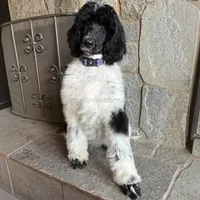DOTTIE - Black & White Parti Standard Poodle, a female Poodle - Standard  for sale in Charlo, MT – 3 of 5