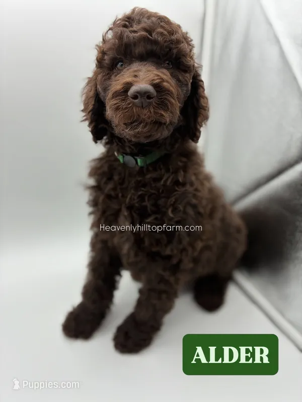 ALDER - Brown Goldendoodle – Goldendoodle, Poodle - Standard  puppy for sale in Charlo, MT