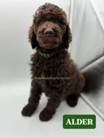 ALDER - Brown Goldendoodle, a male Goldendoodle and Poodle - Standard  for sale in Charlo, MT – 1 of 1