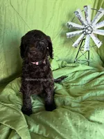 PRIMROSE - Light Pink Collar Girl , a female Goldendoodle for sale in Charlo, MT – 1 of 1