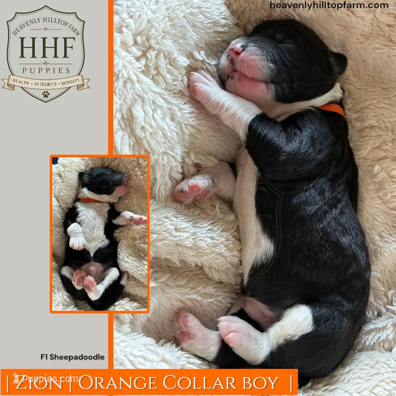 ZION - F1 Sheepadoodle – Old English Sheepdog, Poodle - Standard  puppy for sale in Charlo, MT