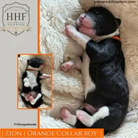 ZION - F1 Sheepadoodle, a male Old English Sheepdog and Poodle - Standard  for sale in Charlo, MT – 1 of 1