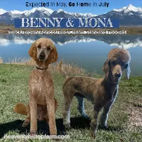 ARTHUR - AKC Large standard poodle , a male Poodle - Standard  for sale in Charlo, MT – 2 of 2
