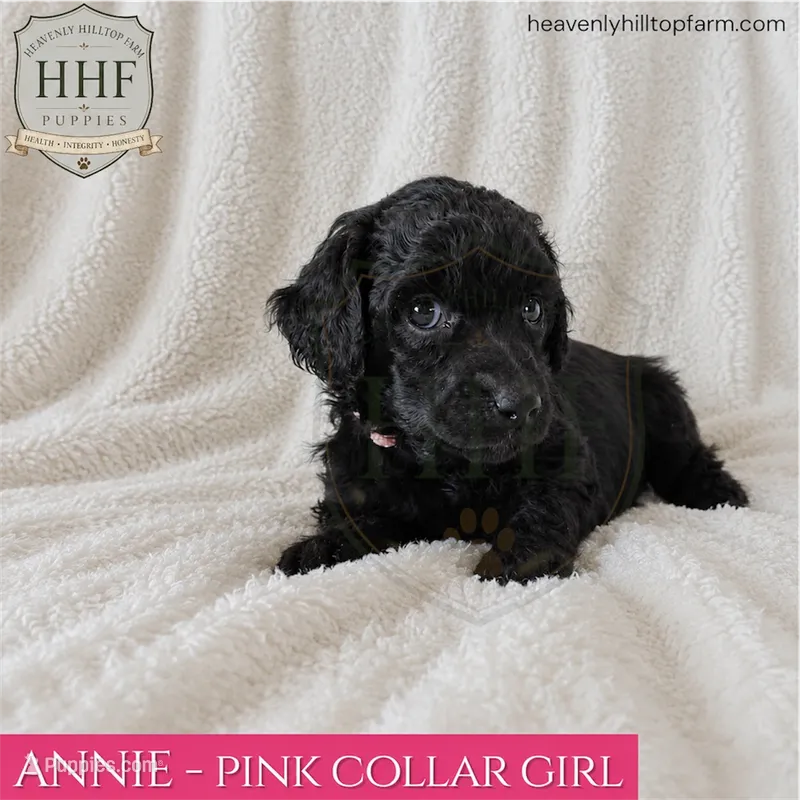 ANNIE - small standard poodle – Poodle - Standard  puppy for sale in Charlo, MT