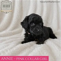 ANNIE - small standard poodle, a female Poodle - Standard  for sale in Charlo, MT – 1 of 1