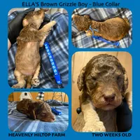 CLAUDE , a male Poodle - Standard  for sale in Charlo, MT – Photo 3 of 7