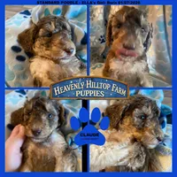 CLAUDE , a male Poodle - Standard  for sale in Charlo, MT – Photo 2 of 7