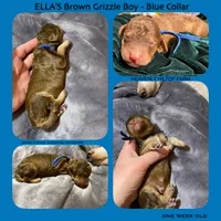 CLAUDE , a male Poodle - Standard  for sale in Charlo, MT – Photo 4 of 7