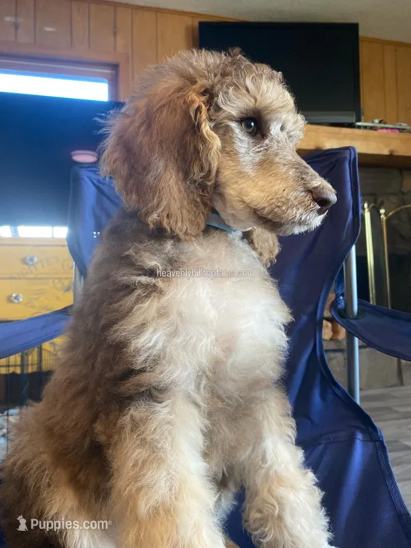 CLAUDE  – Poodle - Standard  puppy for sale in Charlo, MT