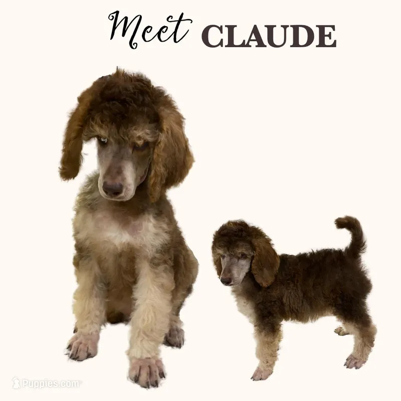 CLAUDE  – Poodle - Standard  puppy for sale in Charlo, MT