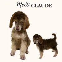 CLAUDE , a male Poodle - Standard  for sale in Charlo, MT – Photo 1 of 7
