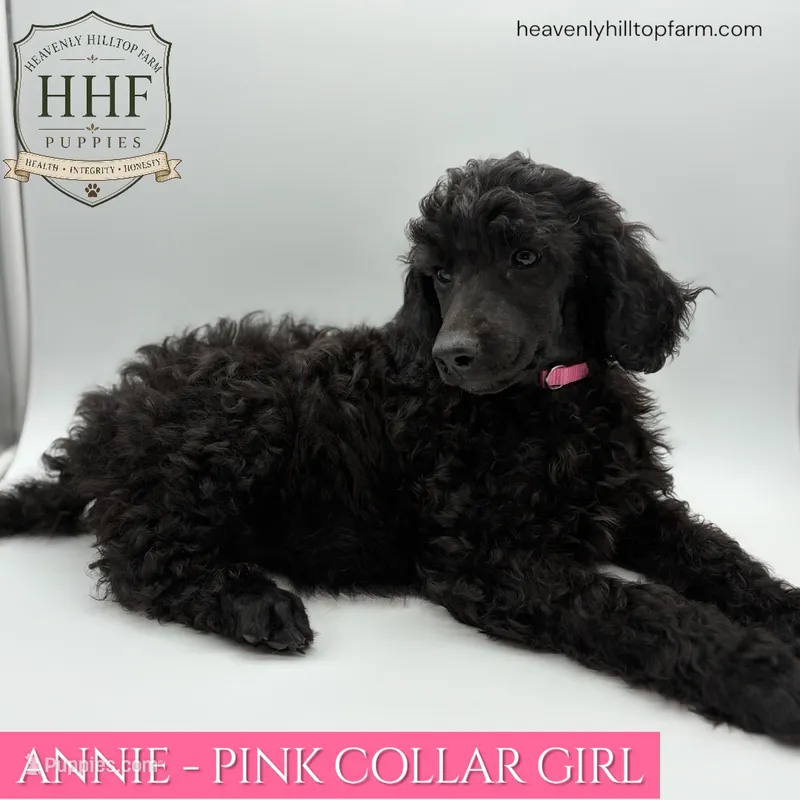 ANNIE - Medium standard poodle – Poodle - Standard  puppy for sale in Charlo, MT